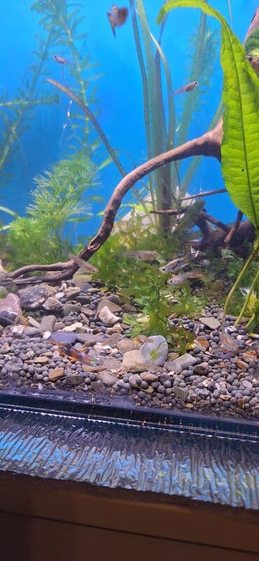 С/х животные и товары: Гуппи, Мирные, Самовывоз — 3