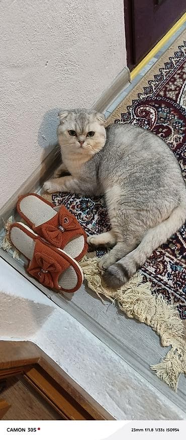 pulsuz pişikler: Şotland yastı qulaq, Pulsuz çatdırılma — 4