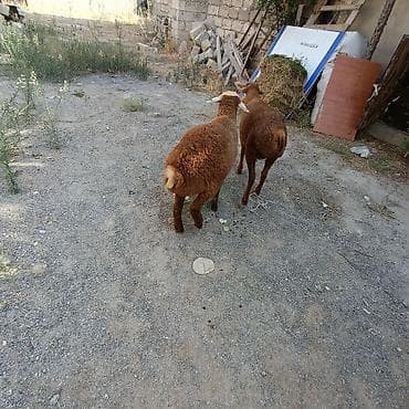 Salam hervaxdz xeyir iki baş sag Erkey saglmlk quzu satışa çıxdı