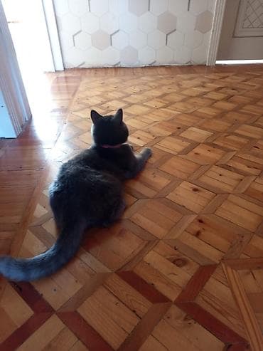 Heyvanlar üçün mallar: Britan, Dişi, Pulsuz çatdırılma — 4