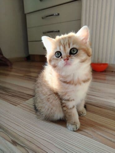 золотая шиншилла котенок: Qızıl şinşilla, Erkək, Dişi, Yaxşı əllərə, Ünvandan götürmə, Ödənişli çatdırılma — 3