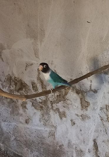 qus: Məhsul: Sevgi tutuquşusu (lovebird) satılır erkək və yaxud qırmızı — 3
