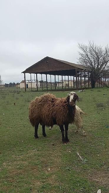 qoyun sortları: Qoyun satılır – yerli qara başlı, qəhvəyi yunlu sürü heyvanı - — 1