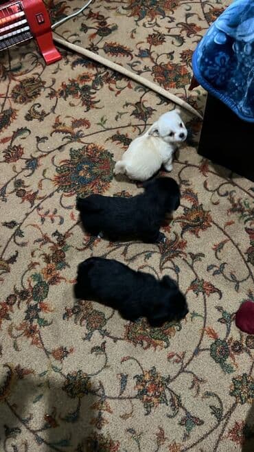 basenc itləri: Peyvəndli — 1