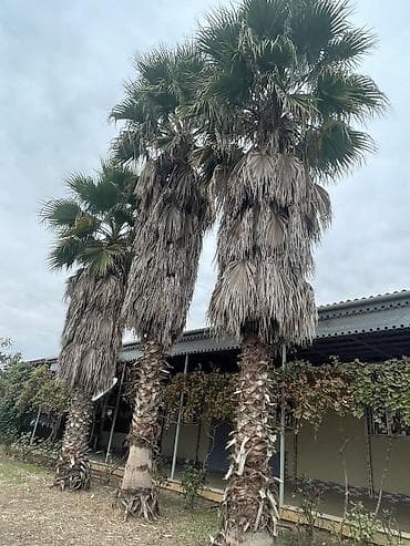 zeytun agaclari: Palma wasinqton istənilən fəslində əkilir zəmanət verilir dərmanlanir — 4