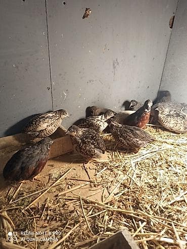 cin bildircin: Çin bildirçinleri hamsi hazır quşlardi bala deyilər.cutu 20manat.tek — 8