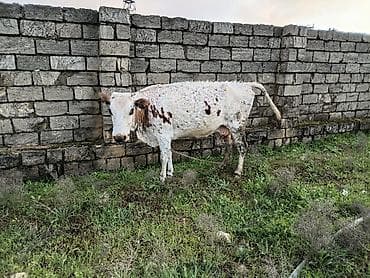 inek fermasi: Südlük və ətlik iri buynuzlu heyvanlar - Şəkillərdə müxtəlif rəngli — 5