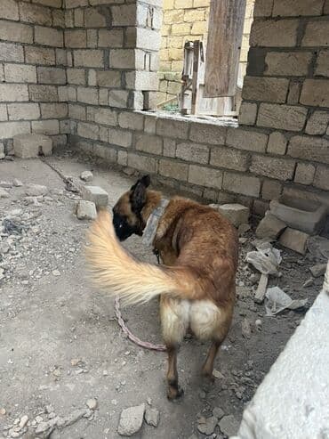 купить собаку малинуа: Belçika çoban iti, 2 il, Erkek, Peyvəndli — 25