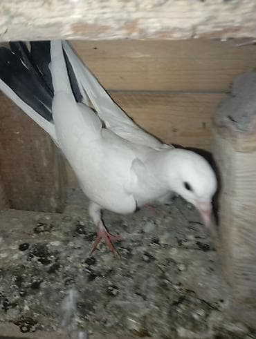 yuvası: Məhsul: Ağ rəng üstünlüklü ev göyərçini Təsvir: - Zərif, uzunsov — 1