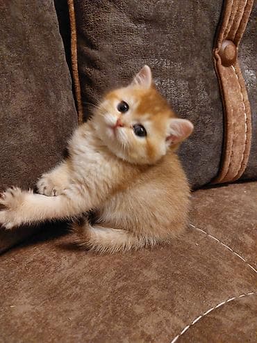 британская шиншилла: Золотая шиншилла — 3