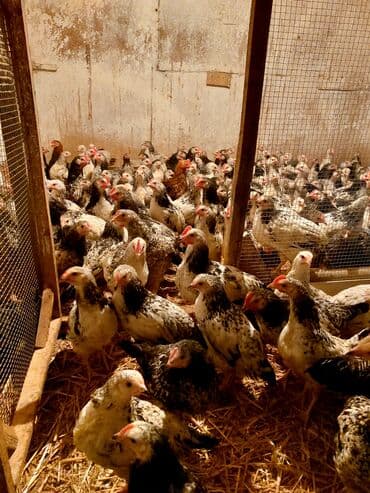 it bazari bakida: Toyuq cücələri, Ətlik — 2