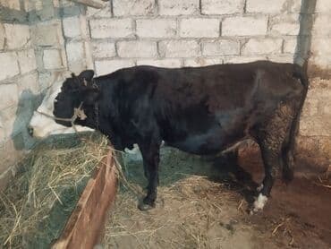 Зоотовары: Самка, Simental, лет: 6, Самовывоз — 3