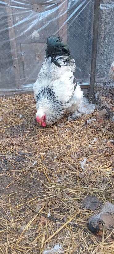 Петухи: Məhsul: Brahma cinsi xoruz. 150 m Təsvir: - İri gövdəli, güclü — 3