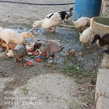 it adları erkek: 11 bala səsli ördəkdilər analarida yanlarındadı birdə macar erkey lal — 4