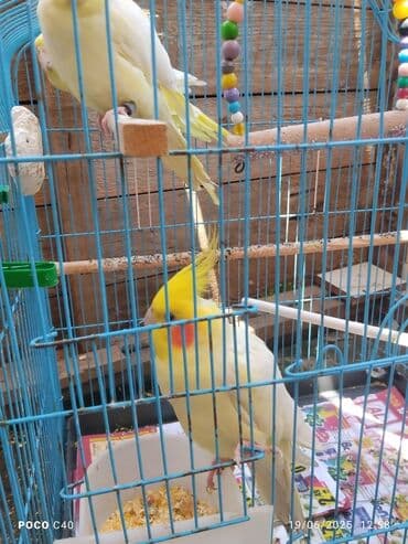 hazır inşalar: Tək tək korella 50 Azn 4 ün Alana Qefes qarişiq 200 Azn hazir cuttuler — 3