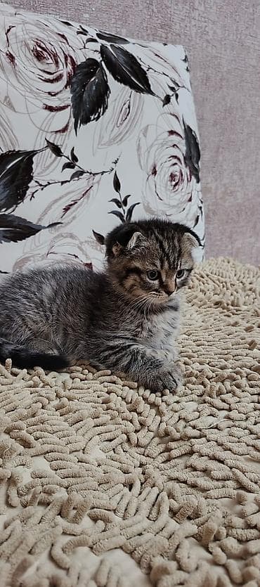 erkek: Şotland, Erkək, Dişi — 7