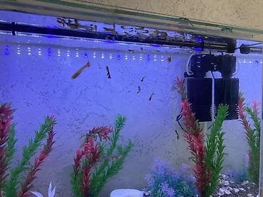 gence akvarium: Akvarium-şkaf, Balıqlarla birlikdə, 90 l, Ünvandan götürmə — 4