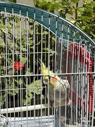 qara toyuq sortu: Nimfa (Cockatiel)-Dişi korella quşu 1 yaşı var yeni almışıq bizdəki — 6