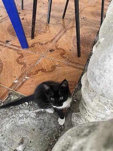 Şirin balaca pişik balası – qara-ağ “smokin” rəngli. Xüsusiyyətlər: - lalafo.az -da Şirin balaca pişik balası – qara-ağ “smokin” rəngli. Xüsusiyyətlər: -