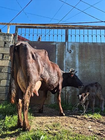 en cox sud veren inekler: 15 litir süd verir 3 qarına doğub 10 gündü doğub balası dişdi — 3