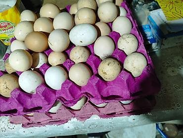 toyuq yumurta: Mayalil kənd yumurtasi. Qiymət sondu 30 qəpik. Oz heyvanlarimin — 1