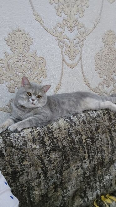 qara pişik adları: Şotland, Erkək, Cütləşmə üçün — 2