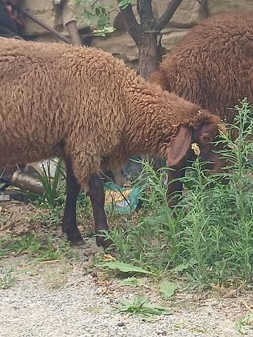 heyvanlara verilən adlar: 15 16 kilo eti var erkəyidi — 3