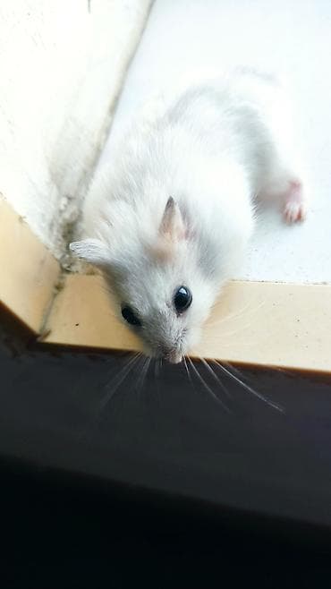 it balaca: Dwarf hamster balaları – müxtəlif rənglər - Növ: cırtdan — 9