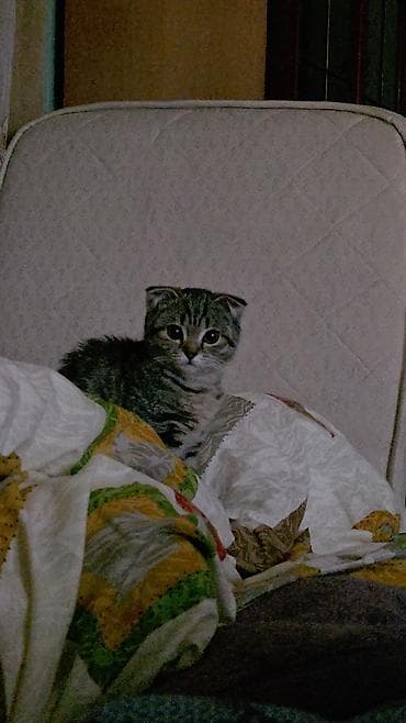 Gəmiricilər: Şotland yastı qulaq — 3