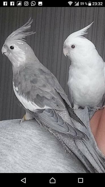 ingilis setteri it cinsi: Yanaqsız karellalar var satışda 100-300 aznə qədər qiymət dəyişir bala — 6