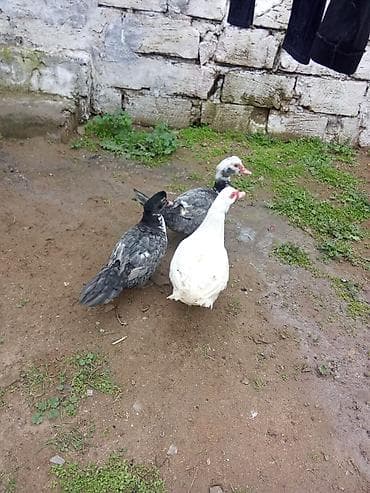 Ördəklər: Iki dışı bir ağ erekey 45 manat qiymet 3ne aydi cavndilar - Rənglər — 2