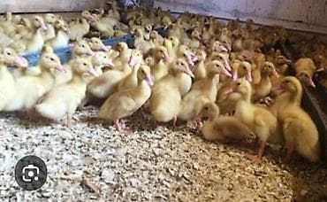 lal ördək qiyməti: Məhsul: Ördək balaları 15 qunlukduler biri 2 manatdir — 2