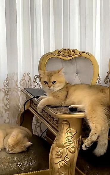 qoyun heyvan: Şotland — 8