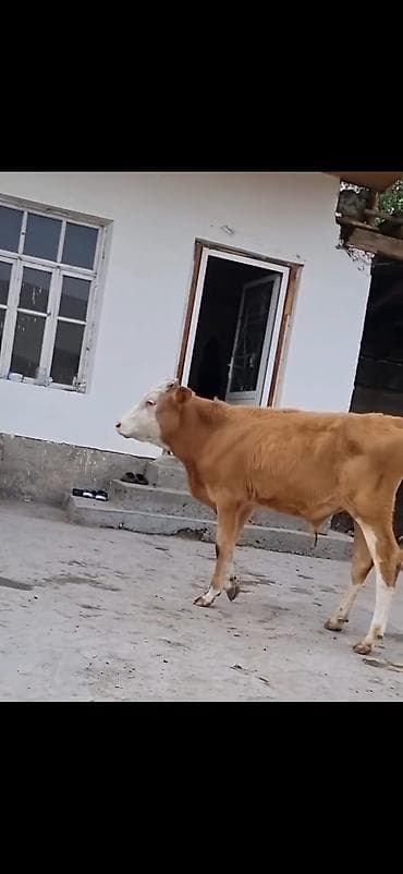 bakida it satisi: Erkek simental dana 4 ay bitecek — 1