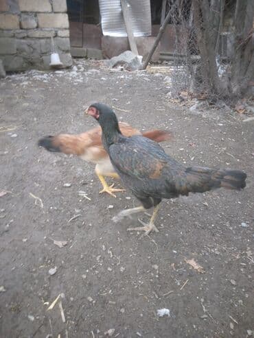 Коровы, быки: Куриные цыплята, Для мяса — 6