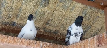 göyercin yuvası: Məhsul: Qüvvətli uçuş və baxımlı görünüşə malik ev göyərçinləri — 33