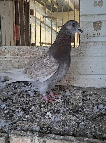 goyercin berde type 0: Qırmızı-boz Iran qizgin maya tutumadi tam saglam heyvandi deyeriden — 2