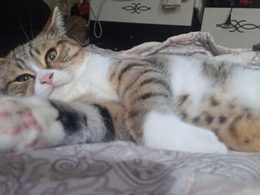 xaski iti qiymeti: Erkək — 3