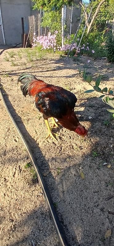 qarğa balası satılır: SUPER HEYVANDI 9 AYLIQDI DAS PIPIK REAL ALICIYA ENDIRIM VAR FIKRI — 3