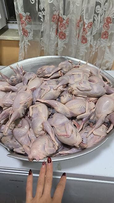 Cox Dadli Sizde Alin! Her Ölçüdə her Böyüklükdə Bildirçin etimiz var lalafo.az -da Cox Dadli Sizde Alin! Her Ölçüdə her Böyüklükdə Bildirçin etimiz var