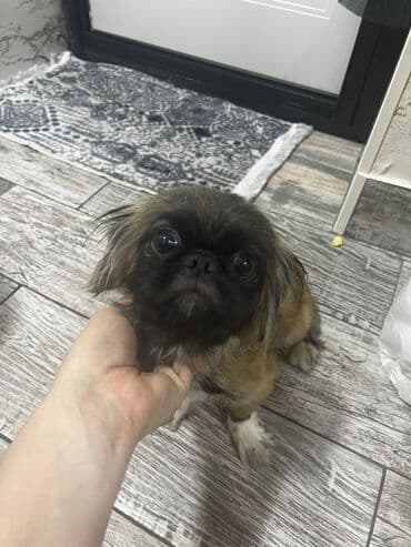переноска для животных: Пекинес, 1 месяц, Самка, С прививками, Самовывоз — 5