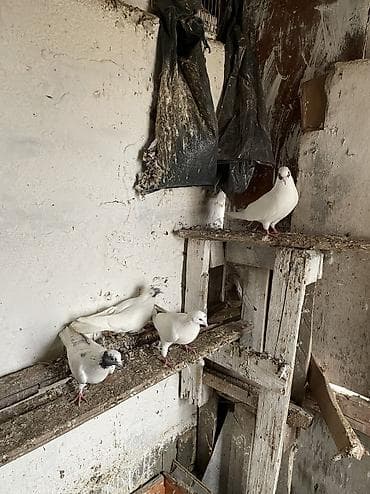 Птицы: 4 dene gözü xallı satılır real alıcıya endirim olacaq — 3