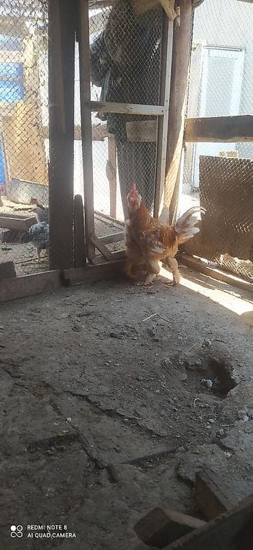 turac quş: Sarı rəng qızılı Brama cavan toyuqdur Təzə yumurtaya düşüb — 1