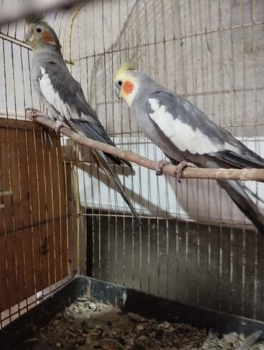 lal ördək balasi: 1 erkəy 1 dişi cütə düşməyiblər hələ. il yarımnan yuxarı — 2