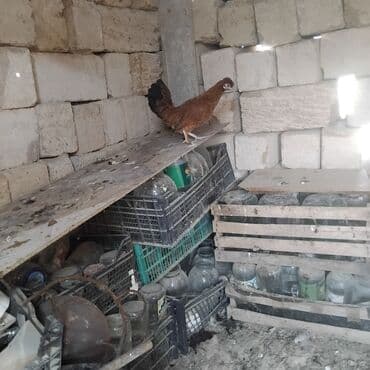 cins inekler: Toyuq, Yumurtalıq — 5