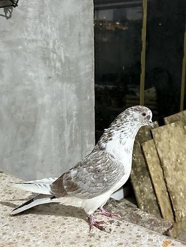 heyvan bazari bakida: Goyerçin İran aq döş ekey hecbir prablemi yoxdu — 1