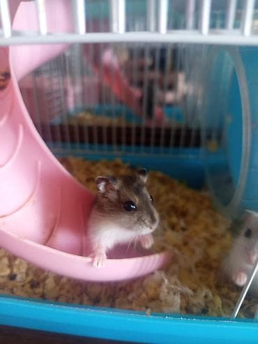 Salam . şirin hamster balalı satılır istənilən rənglər var(ağ,qara)