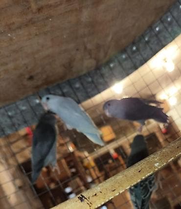 papuqay qefes: Folpus varabinniy papuqay dünyanın ən balaca tutu quşusu ən balaca — 9