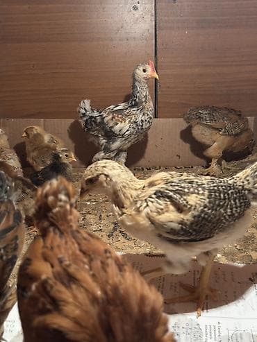 kənt toyuqu: Toyuq cücələri, Damazlıq — 1