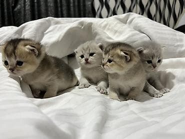 Pişiklər: Britan — 7